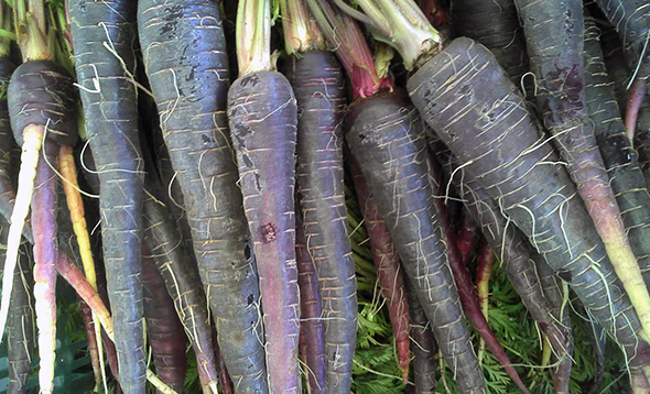 Black Knight Carrot